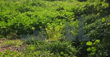 (Προς Πώληση) Αξιοποιήσιμη Γη Οικόπεδο || Αθήνα Νότια/Γλυφάδα - 526 τ.μ, 1.100.000€