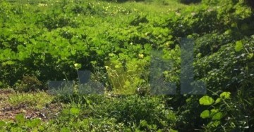 (Προς Πώληση) Αξιοποιήσιμη Γη Οικόπεδο || Ανατολική Αττική/Βάρη-Βάρκιζα - 440 τ.μ, 370.000€